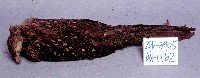 藍腹鷴藏品圖，第3張